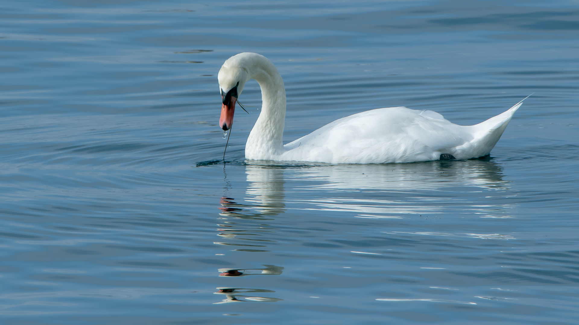 Mute Swan